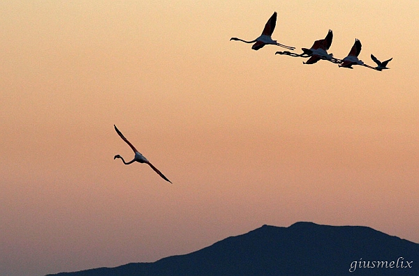 Fenicotteri in volo (Laguna di Elmas).jpg